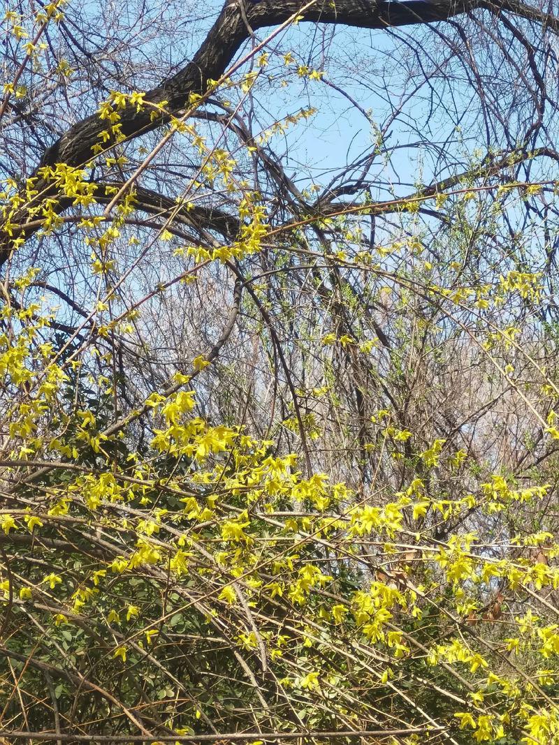 果然视频·好景山东|济南千佛山公园连翘花开，仿佛踏入金色海洋