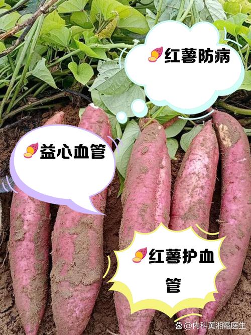 中国3大长寿食物，红薯排第三，第一很多人想不到，中老年要常吃