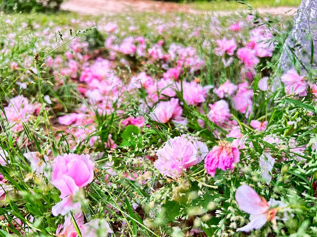 花开花落花满天，这就是被我誉为一墙之隔的后花园