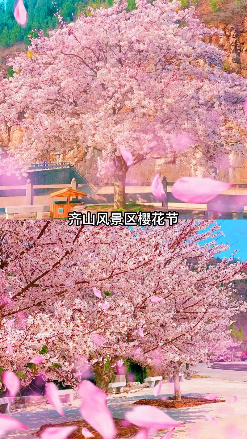 齐山樱花节浪漫开幕
