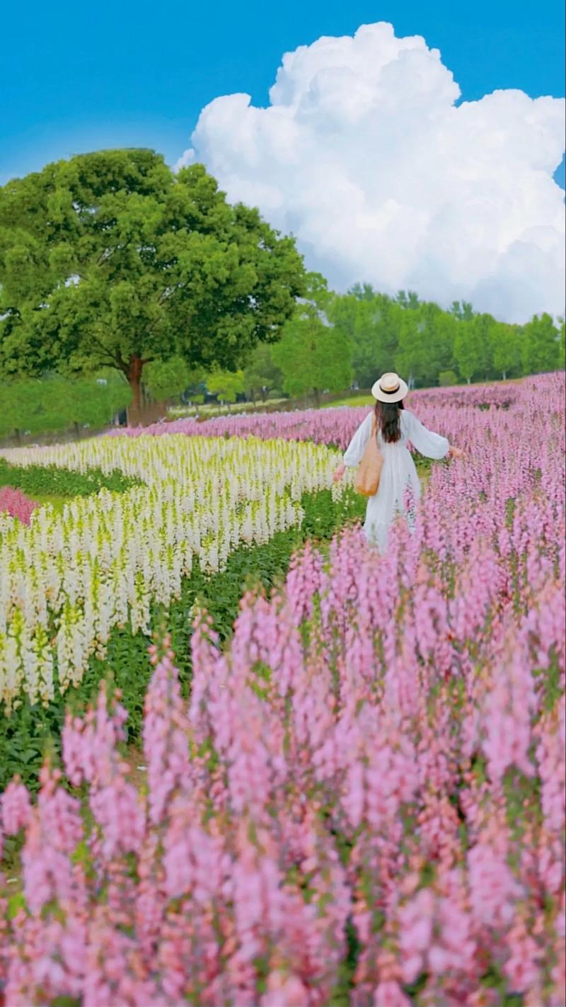 春日漫步，花海中遇见最美的自己