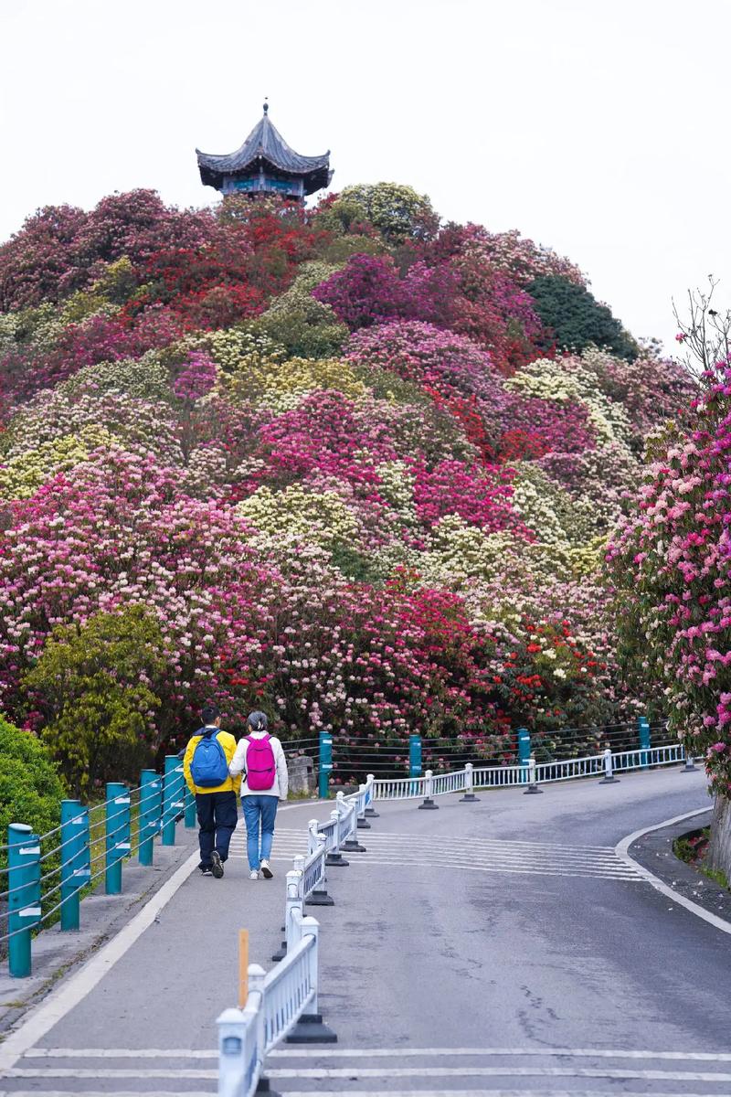 现在的百里杜鹃，大部分都开始冒花芽了#带你去旅行#跟我走遍中国
