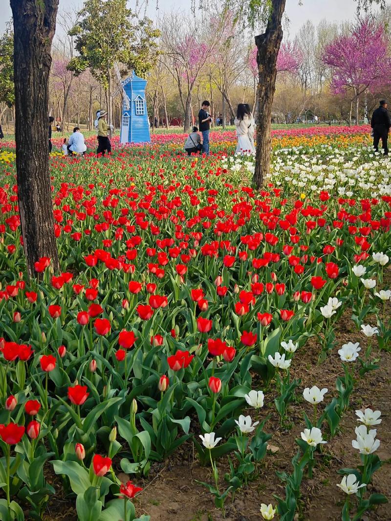 春日赏花游，花海人如潮，美景尽收眼底