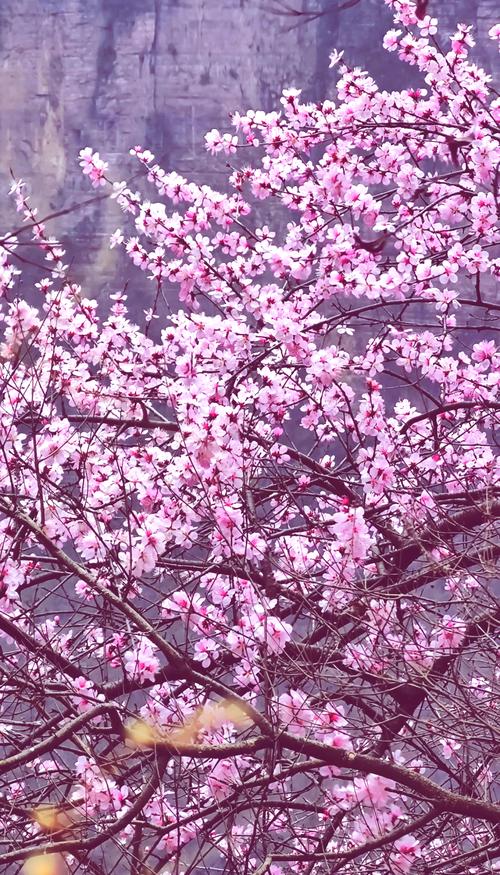 🌸三月底，南太行的风景迎来了一年中最美的季节