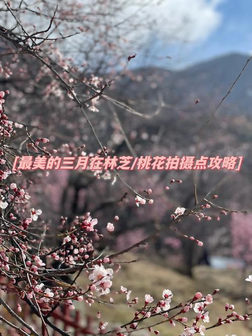 去林芝看桃花吗？别错过易贡藏布❗