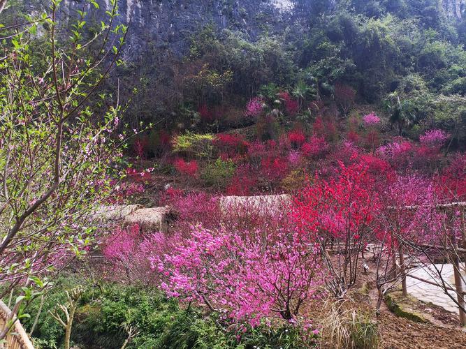 图片新闻｜酉阳：桃花盛开春景美