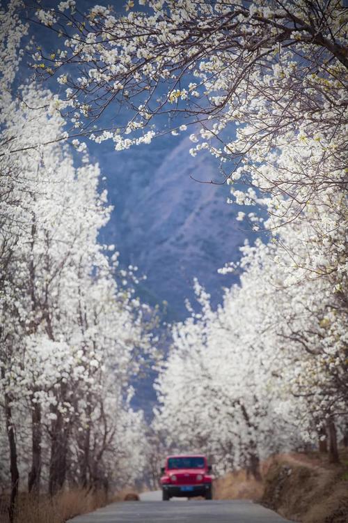 私藏的春日“雪景”济南这片梨花花海已绽放，速来！