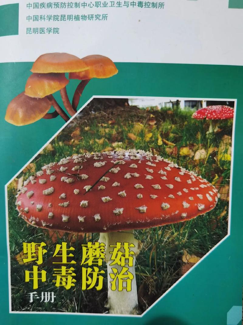事关野生菌 重要提醒：不要摘！不要买！不要吃！