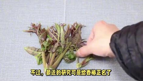 香椿立大功？清华大学发现：香椿可在72小时清除体内69%菌群？