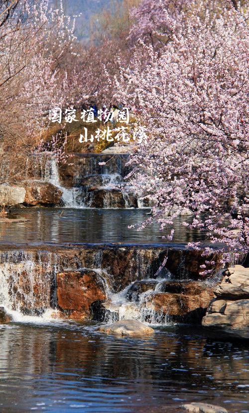 清明赏花去！千山桃花溪谷的桃花开了