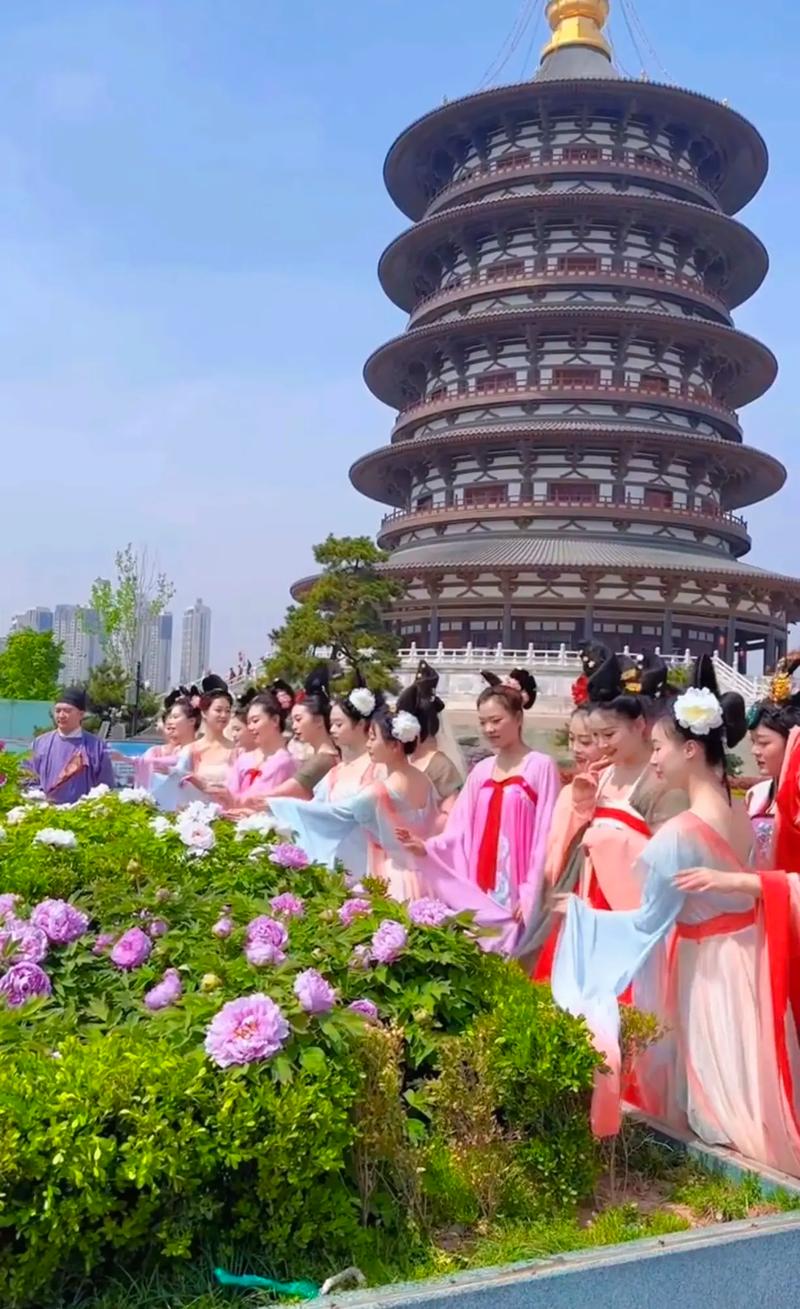 洛阳赏花全攻略 十三朝古都的牡丹盛宴与人文之旅