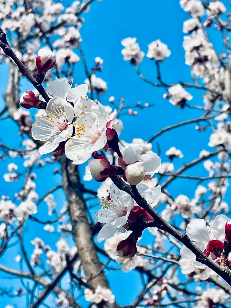 4月3日，太原市尖草坪区汾河旁边杏花林 赏花🌸