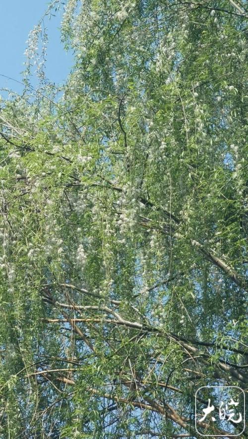柳絮飞扬好风光！清明节
