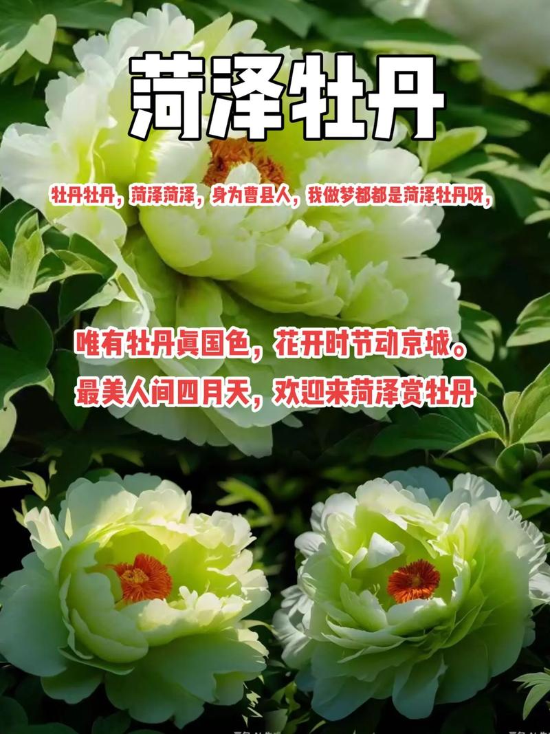 最近要来菏泽看牡丹的朋友 尤其清明节期间 要根据情况