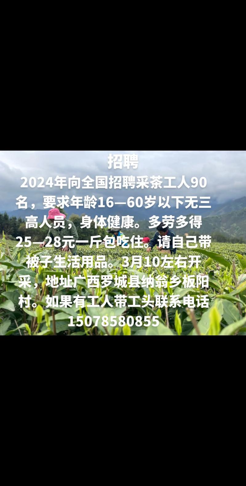 对采茶工最好的老板出现了！天天不重样，顿顿很丰盛！活该暴富！