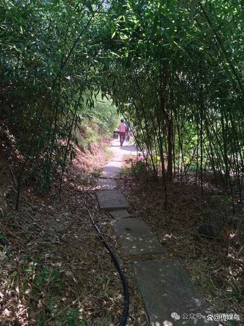 清明假期第一天，临朐这个小山村里来了好多客人！