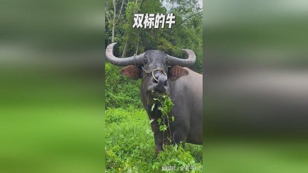 水牛在得知自己的牛夫人，被大爷卖到馆子后，直接就跑来顶撞大爷
