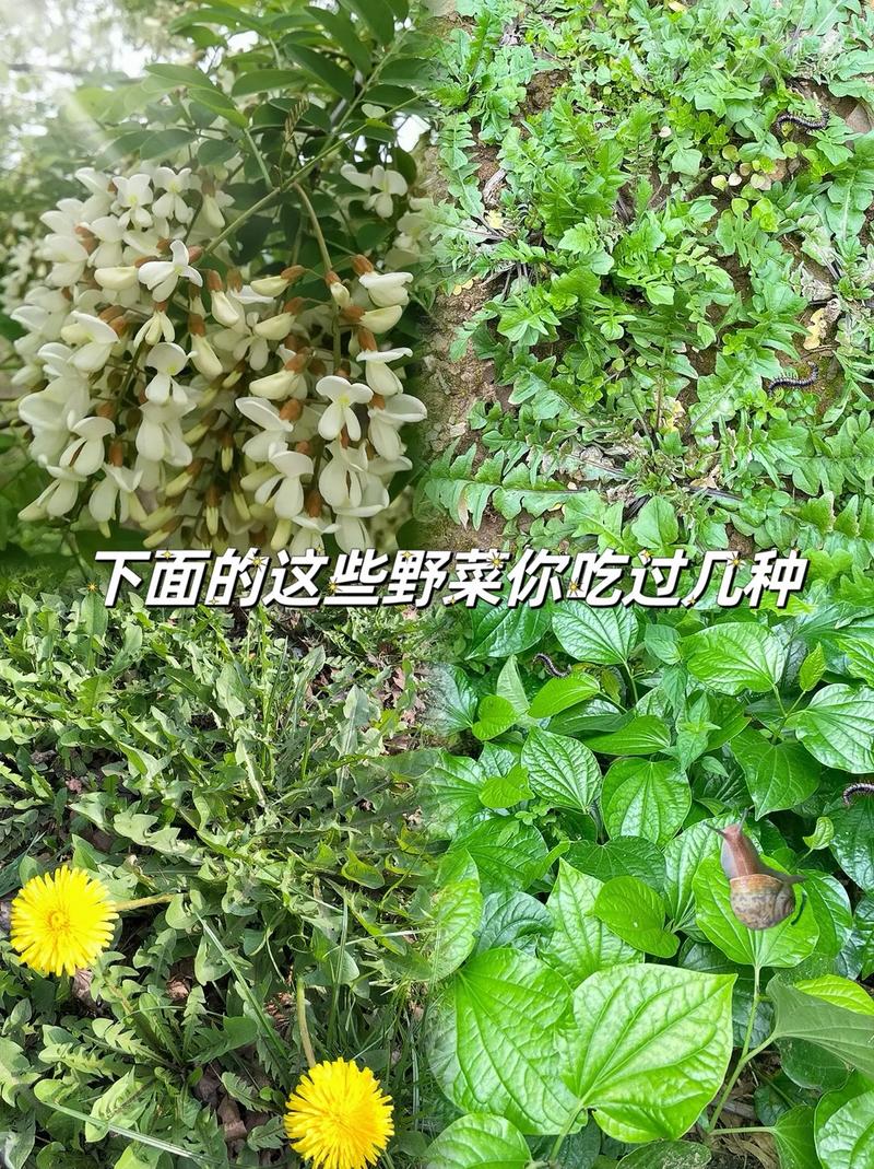 不是迷信！春天6种“野菜”容易致癌，请转告家人朋友：千万别碰