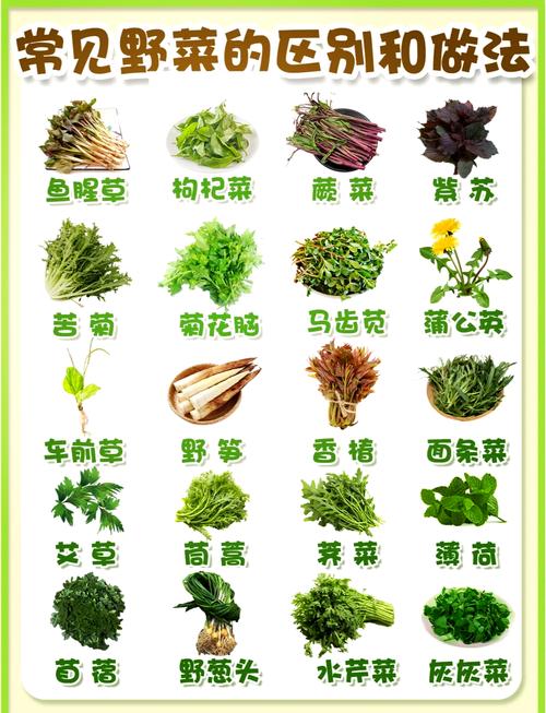 不是迷信！春天6种“野菜”容易致癌，请转告家人朋友：千万别碰