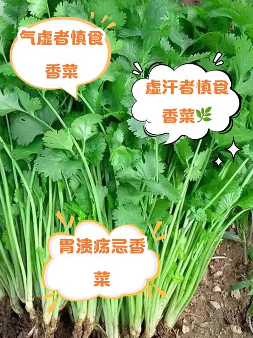 香菜立大功！医生发现：经常吃香菜的人，用不了多久，或有3变化