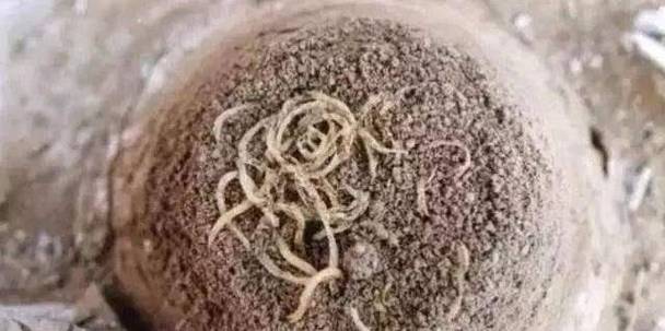 一碗面，跨越4000年