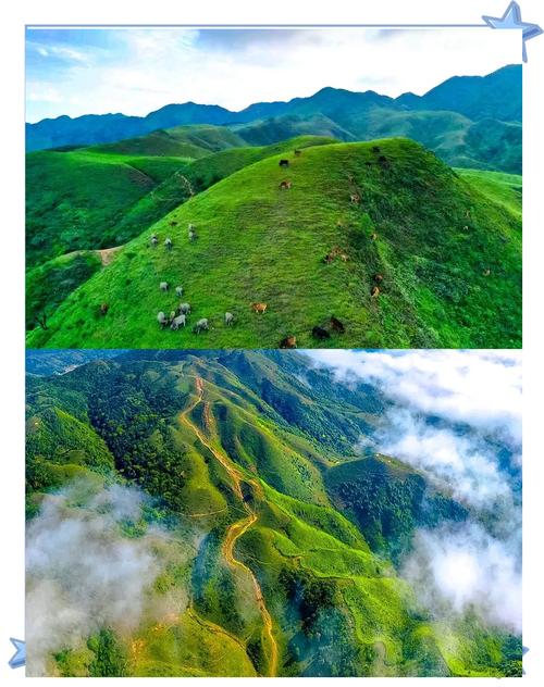鸡笼顶抢“鲜”赛⑤丨五大亮点，读懂2025杜鹃花海·阳江阳春鸡笼顶越野赛