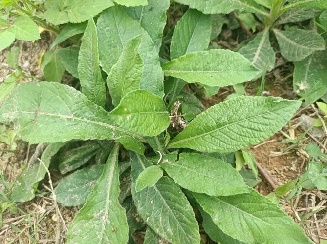 癌症最怕的几种野菜，城里人花钱买，农村人嫌拔不完
