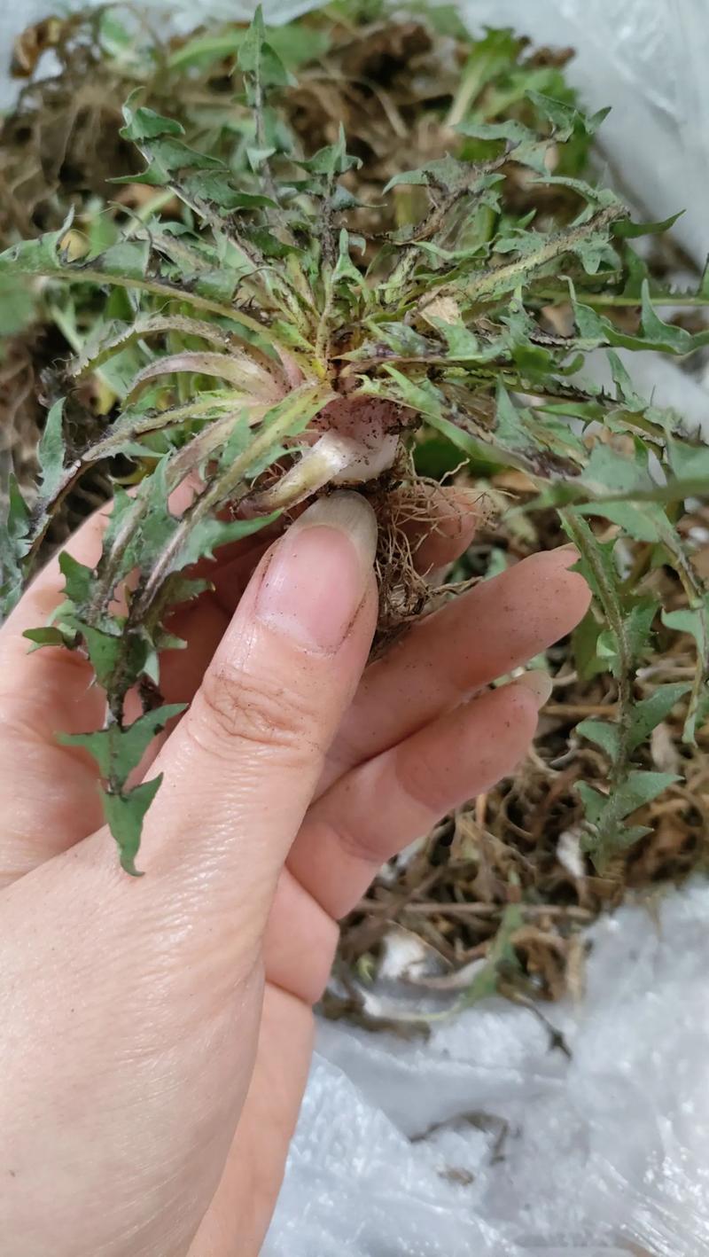 别不懂行！这极品野菜要抓紧吃，遇上我必买，鲜嫩营养，浑身是宝
