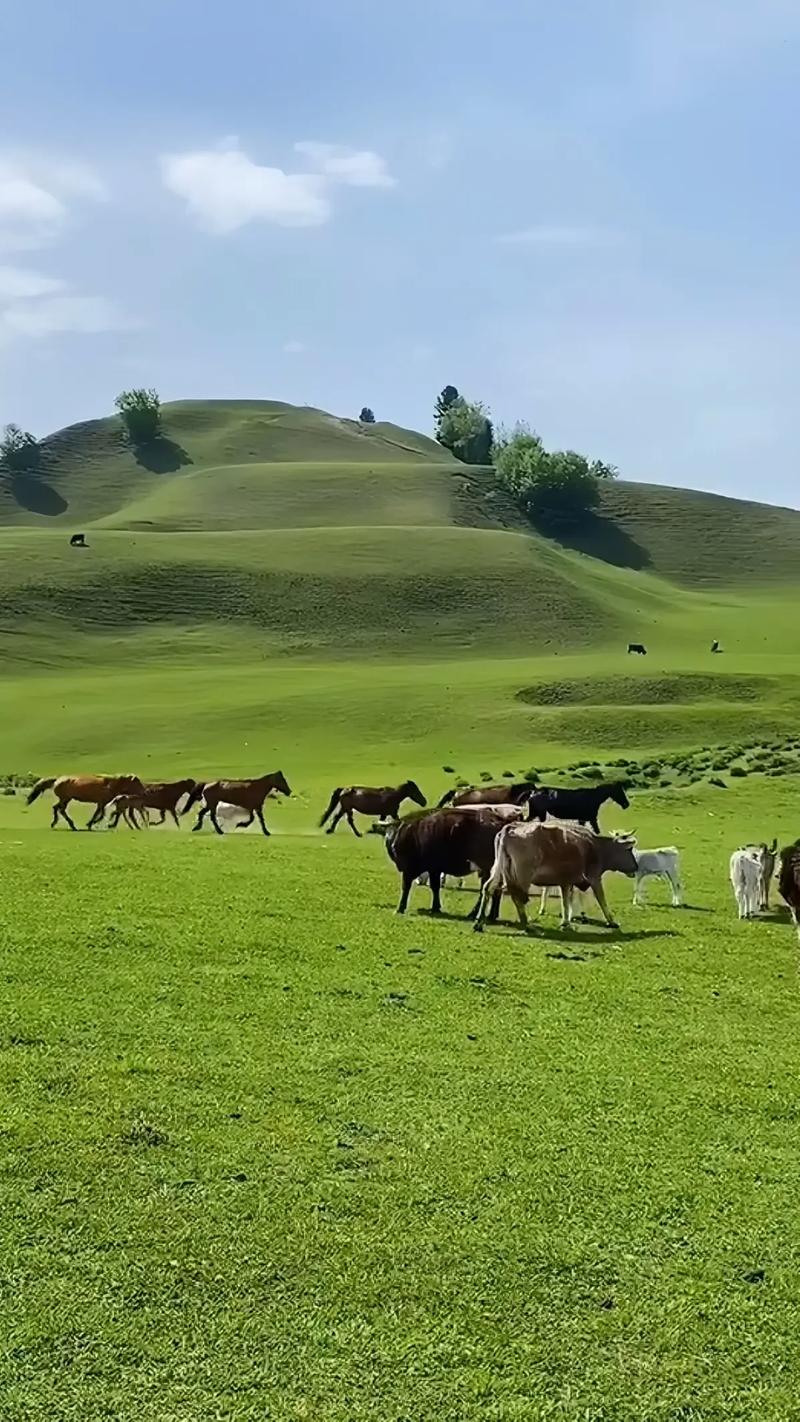 不到伊犁不知新疆之美，景色足以媲美瑞士，一个绝美人间仙境