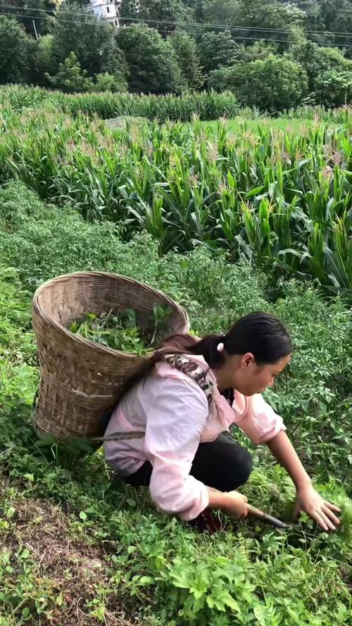 8万娶的甘肃媳妇，没想到是“千金小姐”还会割草喂鱼