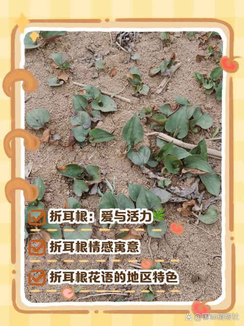夜问丨折耳根还有花语？你想加入“折耳根联盟”吗？