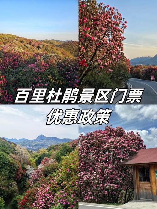 贵州百里杜鹃景区官宣！今起执行