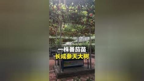 山东一株番茄苗长成树 年产6000斤 网友：我就说互联网能让我长见识