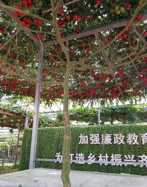 山东惊现“巨无霸”番茄树！单株年产6000斤！