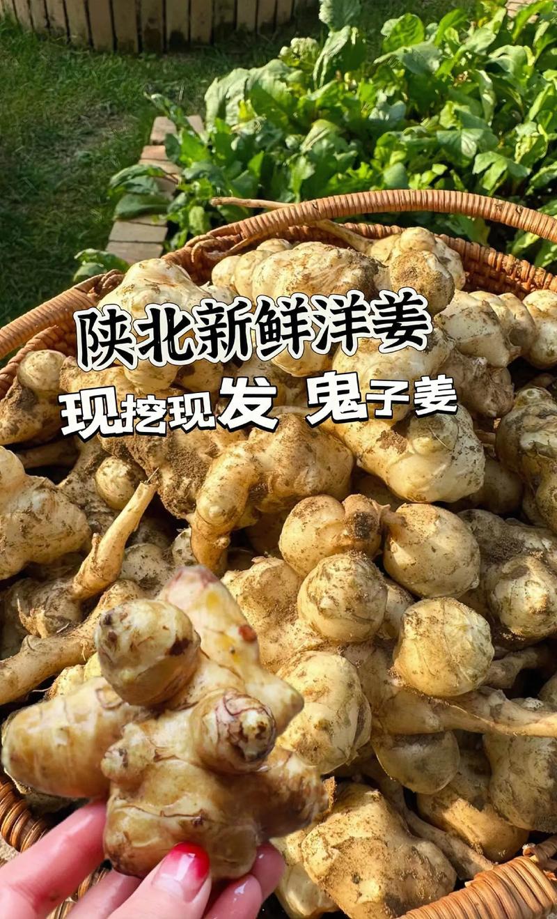 鬼子姜为啥叫鬼子姜？为何不要“随便吃”早点搞清楚