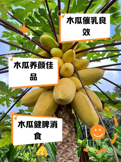 收获大量羊奶酸果上市销售-烹饪木瓜作为食品 乡村田园生活