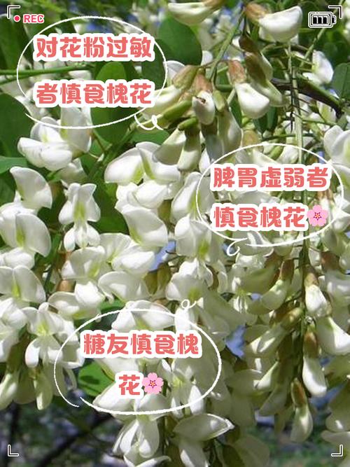 建议，最近多吃槐花！