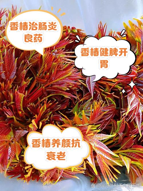 一两香椿六味药？揭秘香椿6大特点、6个入药部位，这些人千万别吃