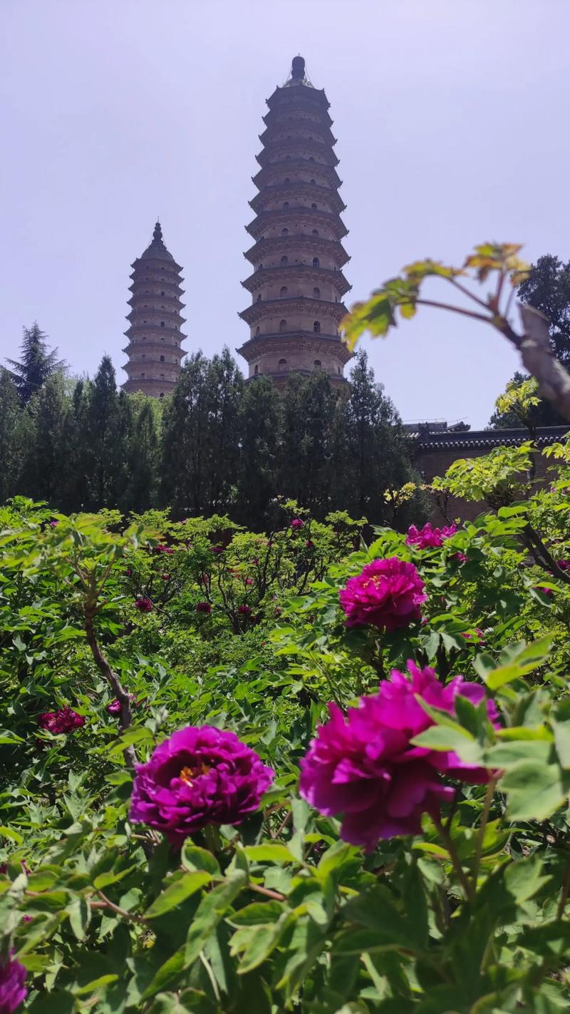太原双塔寺 牡丹正当时（图）