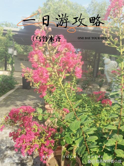 乌鲁木齐新市区的花开了，周末赶紧出来打卡留影。不然很快就谢了