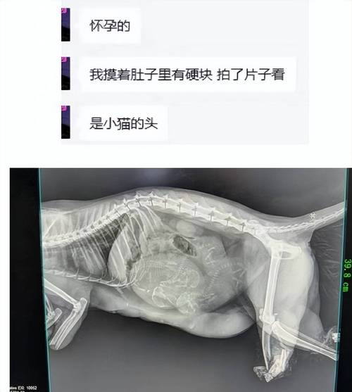 上海莲溪路蓝猫事件引发众怒，母子五命惨死街头，全民追问真相！
