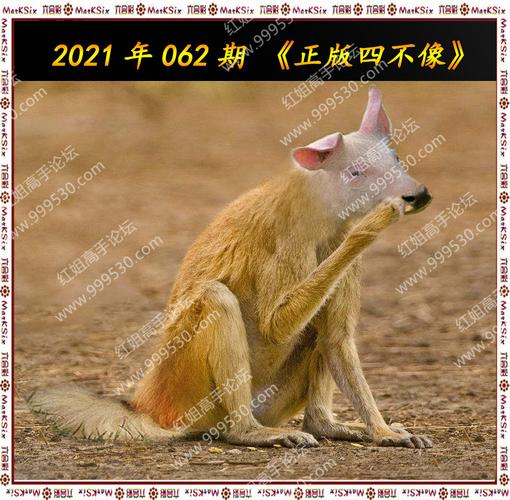 2024新澳门正版免费资木车244期四不像,全面释义、解释与落实与警惕虚假宣传