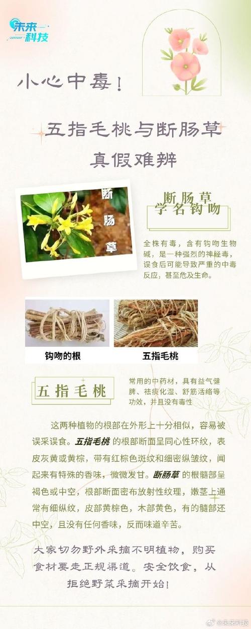 新澳门2024年资料大全官家婆五指毛桃有什么,精选释义、解释与落实与警惕虚假宣传