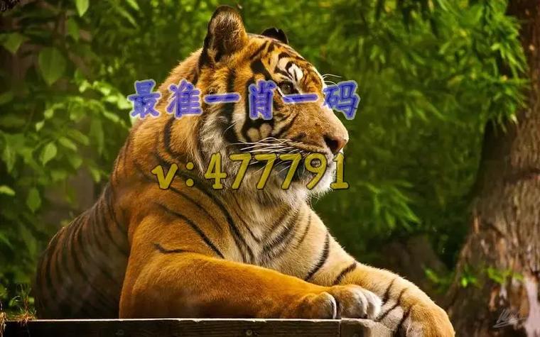 今晚必中一码一肖澳门217期8月5日和澳彩开奖结果历史记录全面释义、专家解释与落实与警惕虚假宣传
